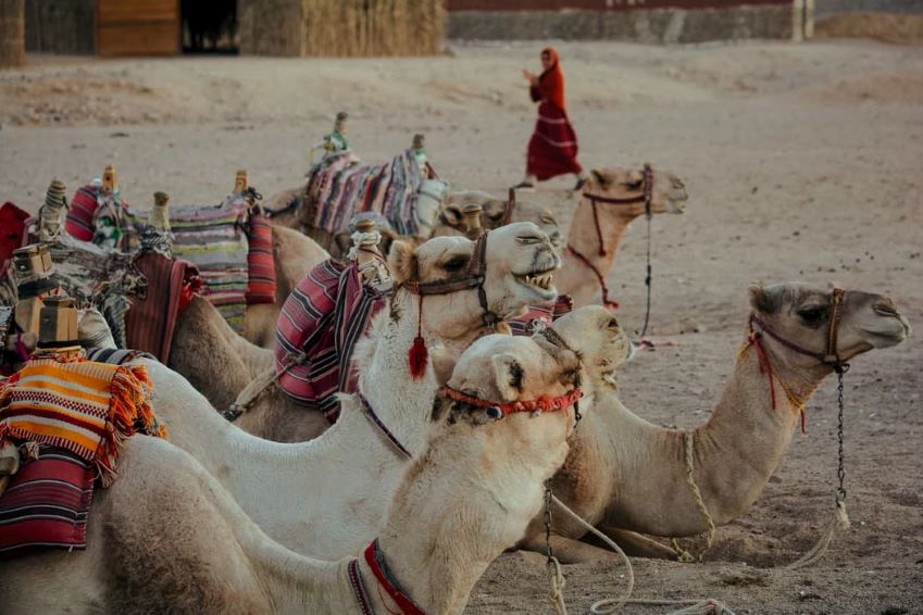 All you need to know about camel rides in Morocco