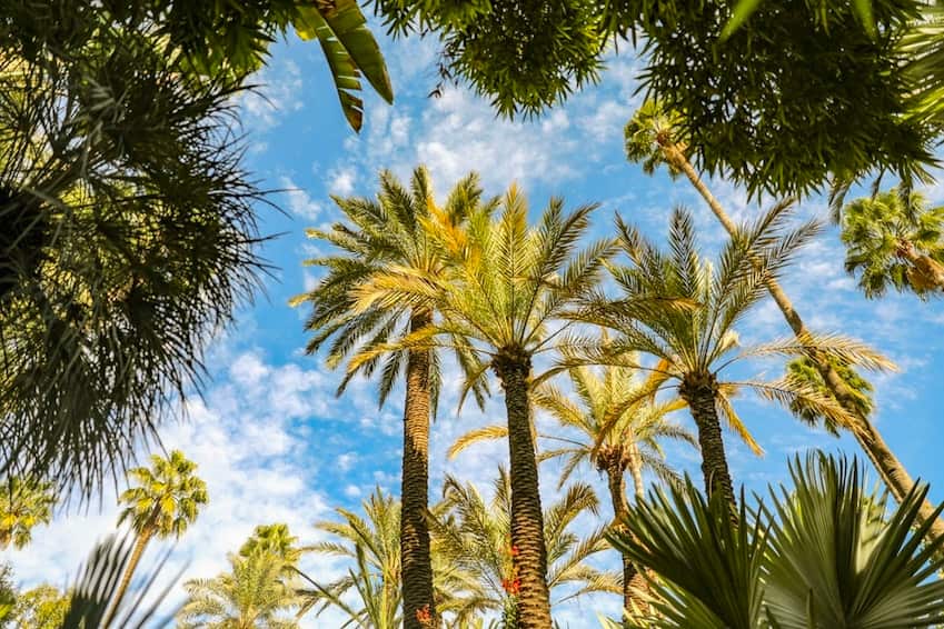 La Palmeraie