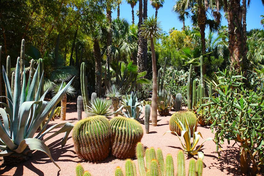 Le jardin Majorelle, une ode à la tranquillité