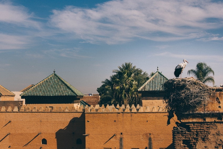 Marrakech and the winter of storks