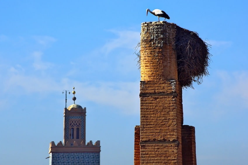Identity and symbolism of the stork